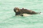 PICTURES/Morro Bay - Otters & Surf/t_Otters37.JPG